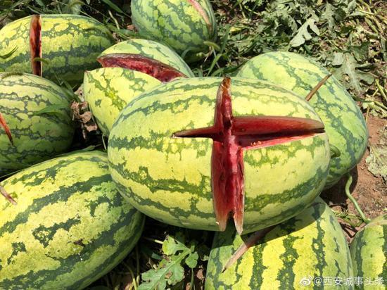 2000個西瓜被砍爛新進(jìn)展 警方：帶刀傷西瓜約600個 并非兩千個